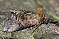 Abrostola asclepiadis - Совка крапивная тёмно-серая