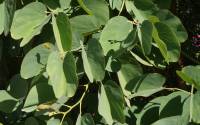 Bauhinia variegata - Баугиния пестрая