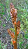 Asphodelus ramosus - Асфодель ветвистая, Асфоделус ветвистый