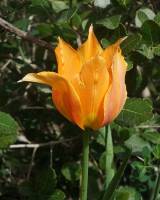 Tulipa agenensis - Тюльпан шаронский, или Тюльпан аженский