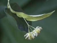 Tilia platyphyllos - Липа плосколистная