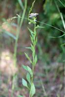 Erigeron annuus subsp. annuus - Мелколепестник однолетний