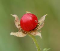 Rubus saxatilis - Костяника