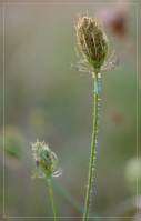 Apiaceae - Зонтичные