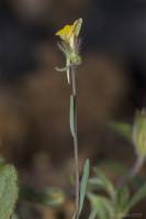 Linaria simplex - Льнянка простая