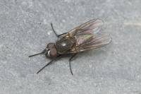 Fannia canicularis - Малая комнатная муха