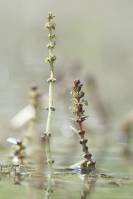 Myriophyllum spicatum - Уруть колосистая