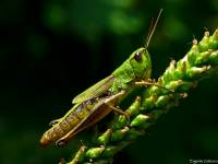 Orthoptera - Прямокрылые (кузнечики, кобылки, сверчки...)
