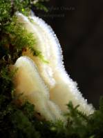 Phlebia tremellosa - Мерулиус дрожащий