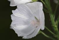 Malvaceae - Мальвовые