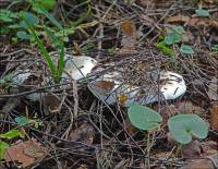 Russula delica - Подгруздок белый