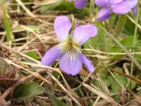 Viola rupestris - Фиалка скальная