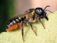 Megachile bombycina
