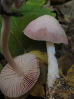 Mycena rosea - Мицена розовая