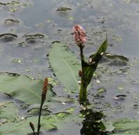 Persicaria amphibia - Горец земноводный