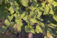 Acer platanoides - Клён остролистный, Клён платановидный, Клён платанолистный