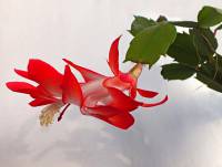Schlumbergera × reginae