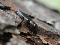 Buprestidae - Златки