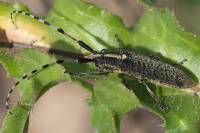 Agapanthia dahli - Усач подсолнечниковый (Агапантия подсолнечниковая)