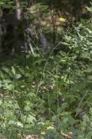 Lapsana communis subsp. intermedia - Бородавник промежуточный