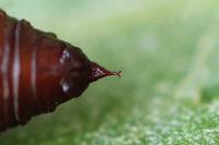 Lomaspilis marginata - Пяденица окаймленная (каемчатая)