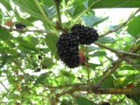 Morus nigra - Шелковица чёрная