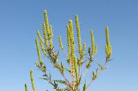 Ambrosia artemisiifolia - Амброзия полыннолистная