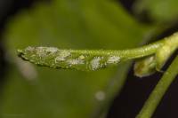 Pterocallis maculata