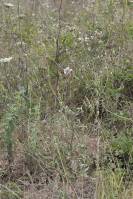 Crepis foetida subsp. rhoeadifolia - Скерда маколистная