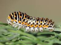 молодая гусеница Papilio machaon