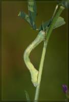 Ascotis selenaria - Пяденица дымчатая полынная (лунчатая)