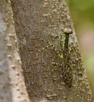 Liturgusidae - Богомолы корковые