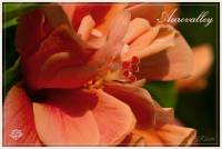 Hibiscus rosa-sinensis - Гибискус китайский, или Китайская роза