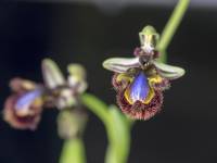Ophrys speculum - Офрис зеркальная