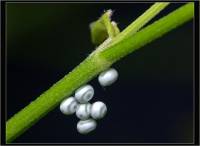 Euthrix potatoria - Коконопряд (Шелкопряд) травяной