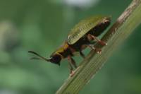 Chrysomelidae - Cassidinae - Щитоноски