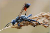 Sphecidae - Роющие осы