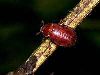 Scarabaeidae - Melolonthinae - Хрущи