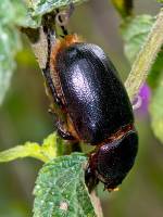 Scarabaeidae - Dynastinae - Дупляки