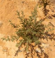 Artemisia judaica