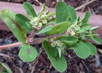 Euphorbia maculata - Молочай пятнистый