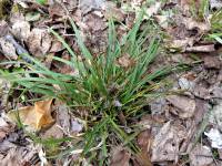 Carex digitata - Осока пальчатая