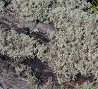 Cladonia arbuscula - Кладония лесная