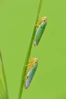 Cicadella viridis - Цикадка зеленая