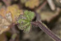 Lamium amplexicaule - Яснотка стеблеобъемлющая