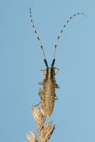 Agapanthia villosoviridescens - Усач Агапантия