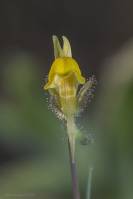 Linaria simplex - Льнянка простая