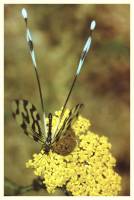 Nemoptera sinuata - Нитекрылка закавказская