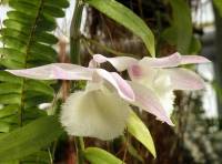 Dendrobium aphyllum - Дендробиум безлистный