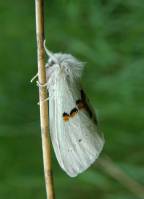 Leucodonta bicoloria - хохлатка двуцветная